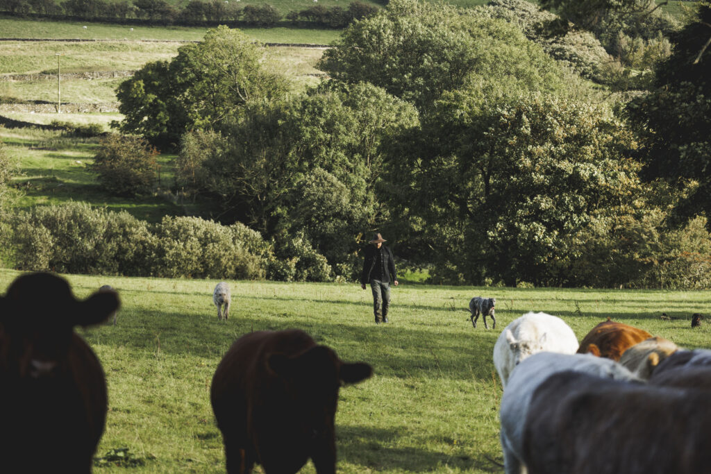 Bobby Keegan of Ashlack Hall walks across one of his fields in the Lake District with his dogs either side of him and his herd of cows in the foreground