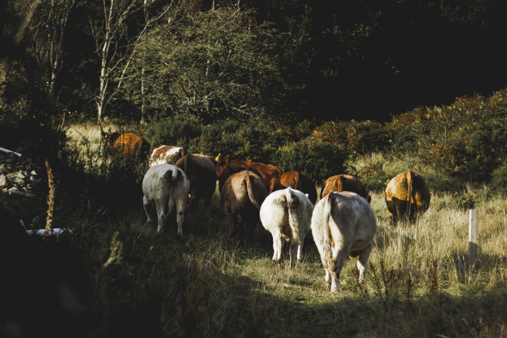 A herd of Cows Walks Through The Lake District Landscape